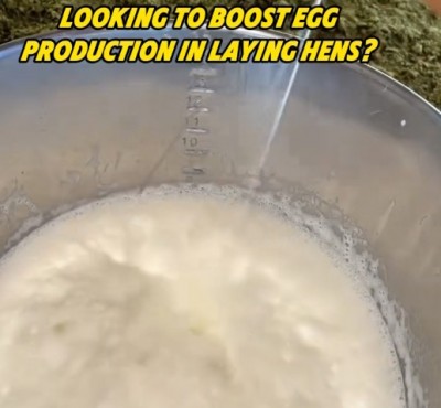 هل ترغب في زيادة إنتاج البيض في الدجاج؟